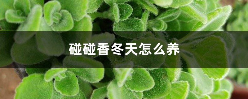 碰碰香冬天怎么养 （冬天养碰碰香方法）